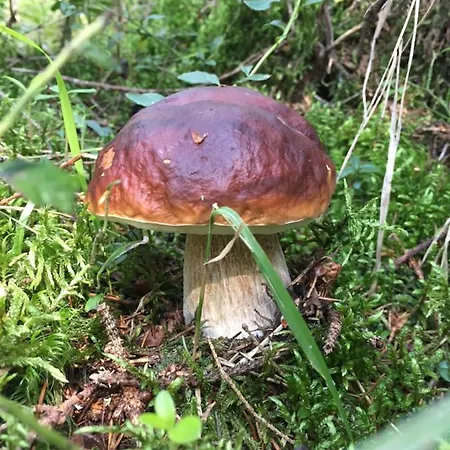 Challet Jasna Exclusive **** بيت خشبي ديمانوفْشكا دولِنا